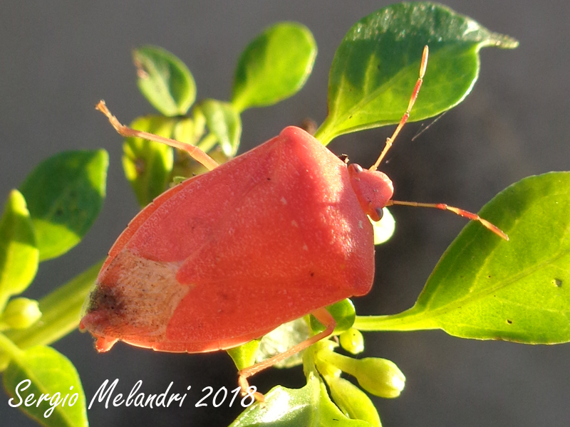 Nezara viridula  variante rossa:   Nezara viridula 